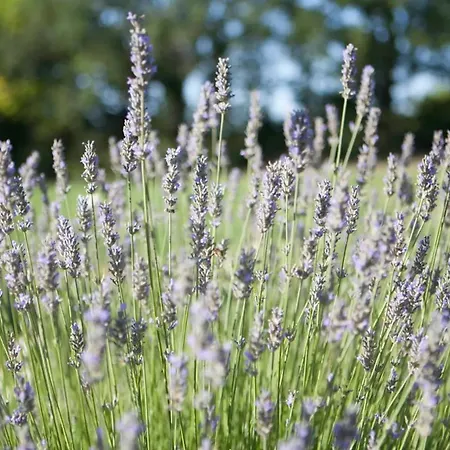 Casale * 노빌라라